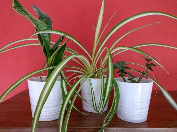 3 white pots with plants in them, mother-in-law's tongue on the left, a spider plant in the centre and a money tree on the right.