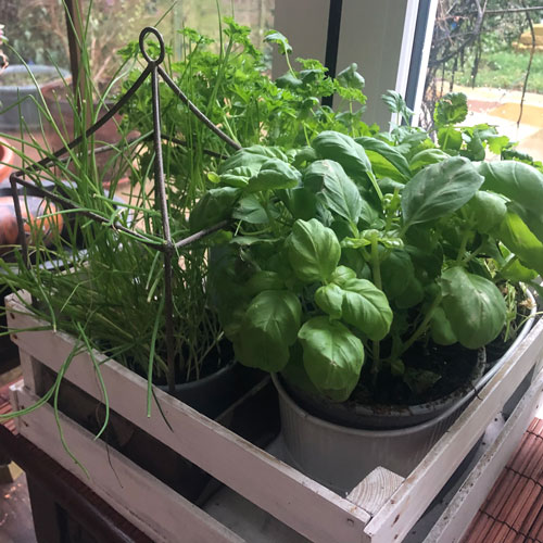 plants on windowsill