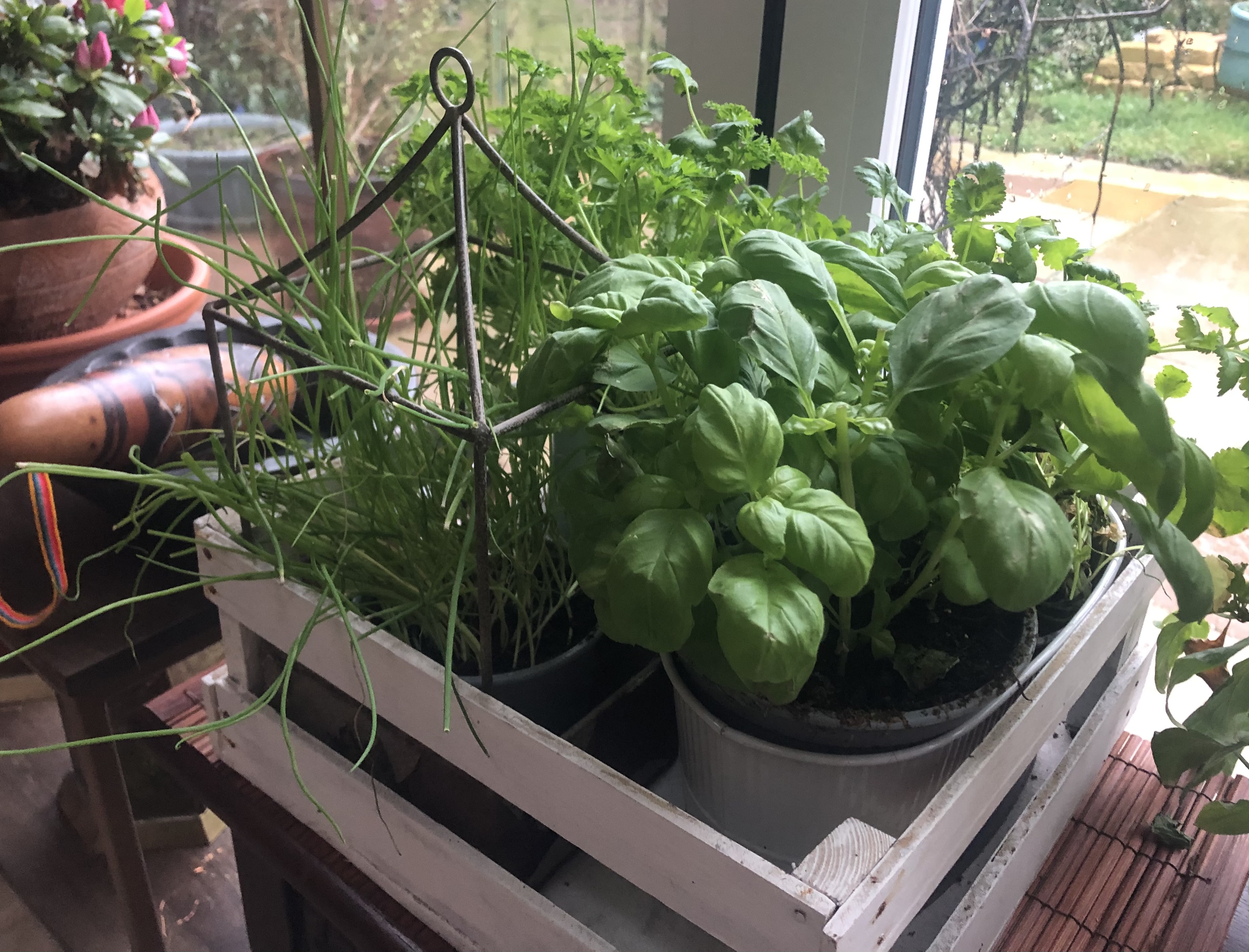 Herbs, including basil, chives and thyme potted in a wooden crate