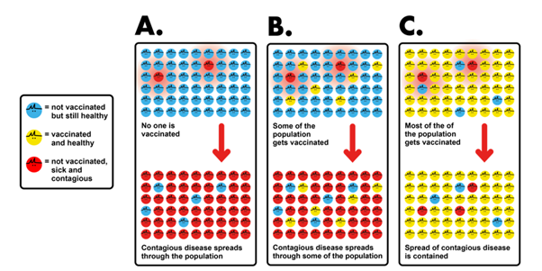 An illustration of herd immunity