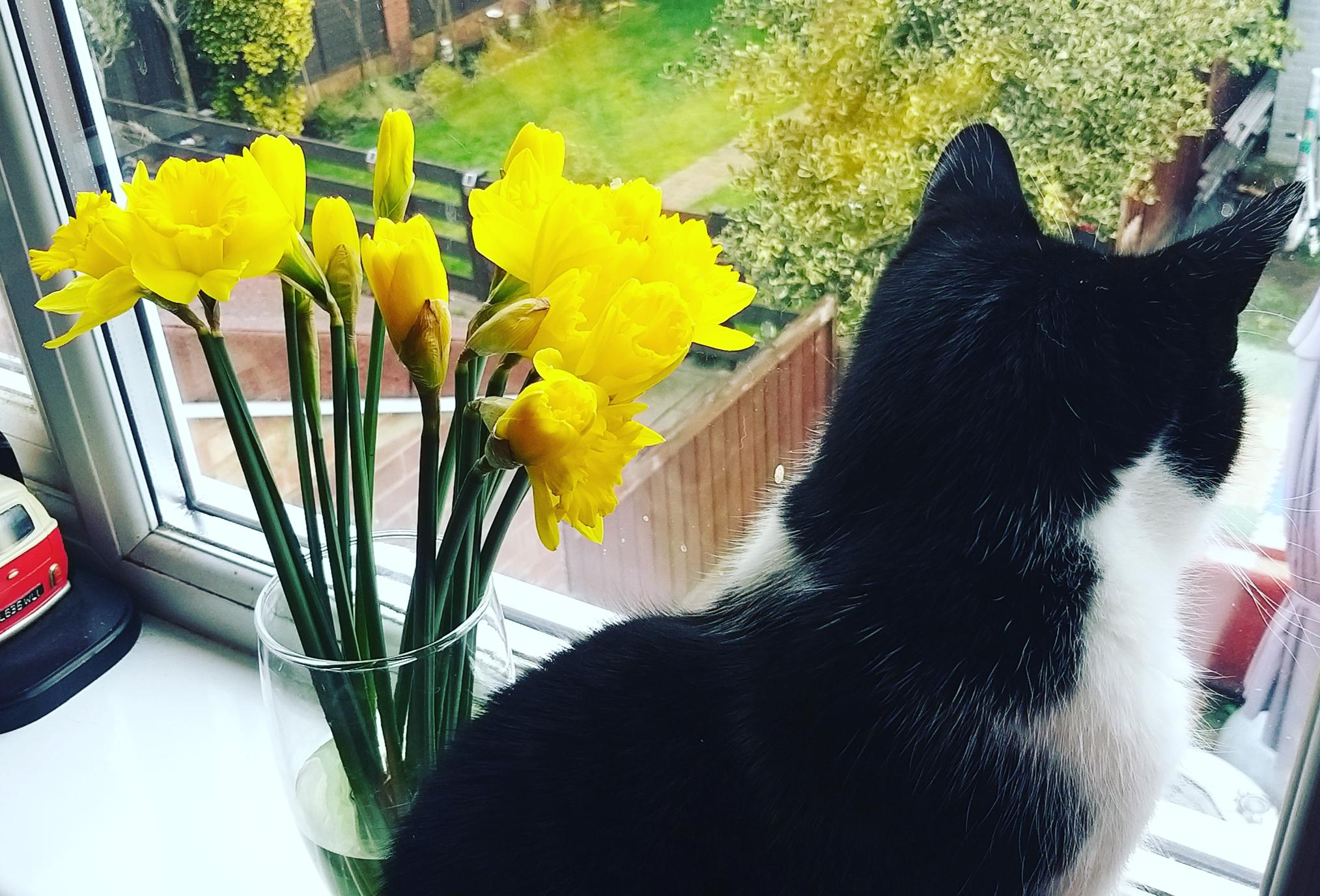 A black and white cat sits on a windowsill next to a vase of bright yellow daffodils