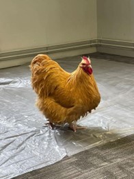 Bradley the cockerel at the Open Day March 2023