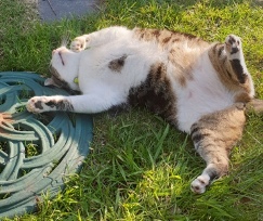 Cat lounging on her back in the grass