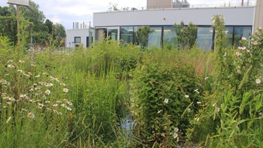 Stockwell Green Roofs