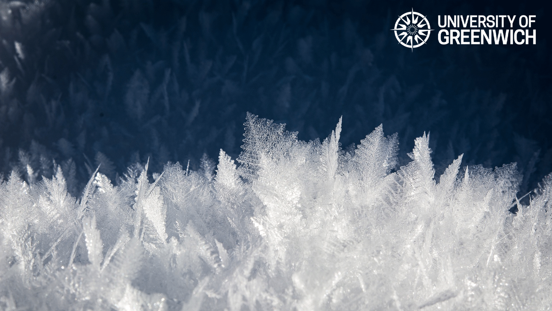 White background with festive cookies