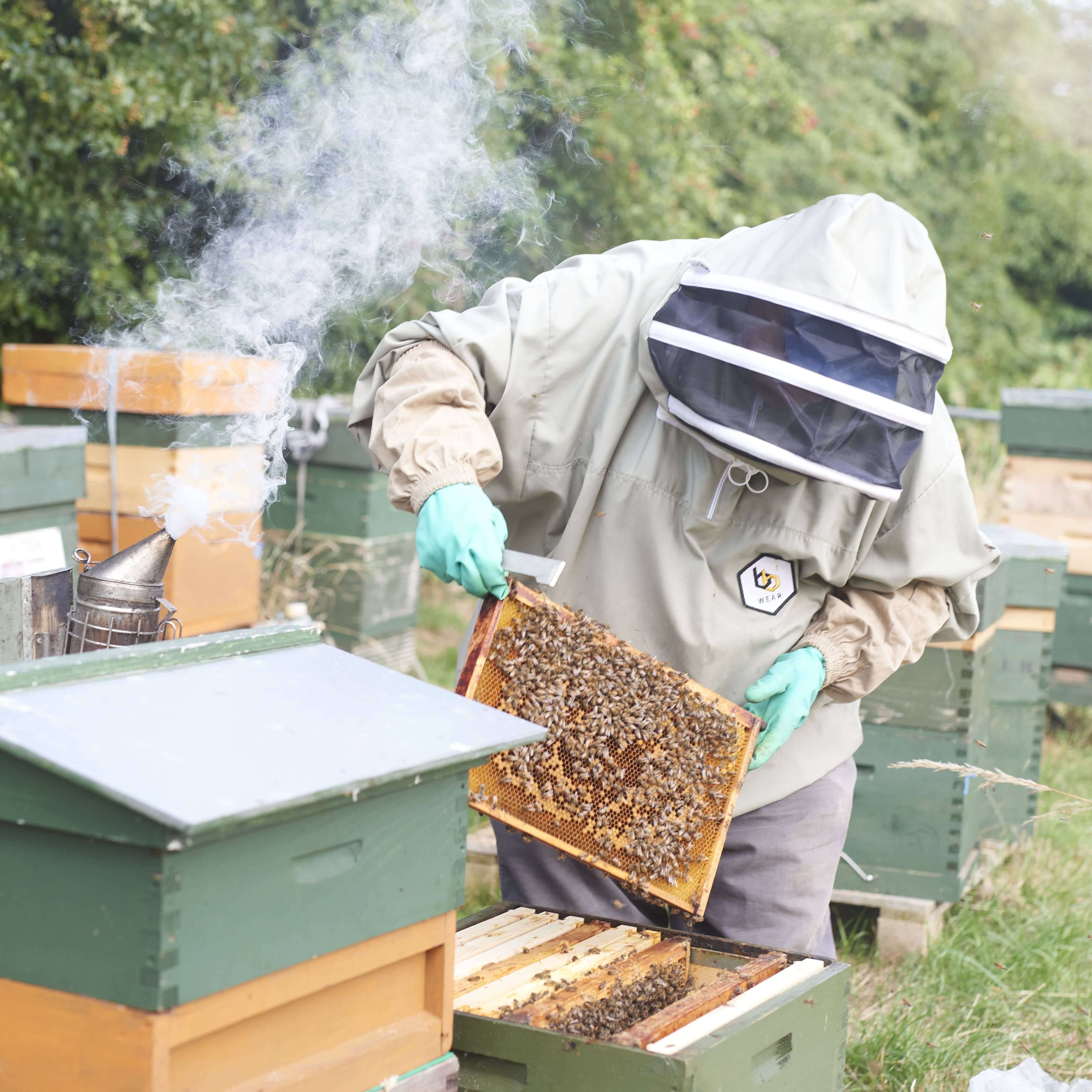 Eltham bees Eltham bees